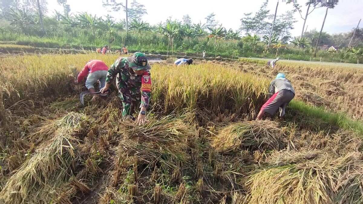 Wujudkan Swasembada Pangan, Babinsa Koramil 0808/11 Binangun Dampingi Petani Panen Padi Di Desa Sambigede