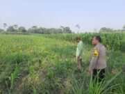 Ketahanan Pangan, Polsek Wates Jaga Produktivitas Lahan Jagung Sumberagung