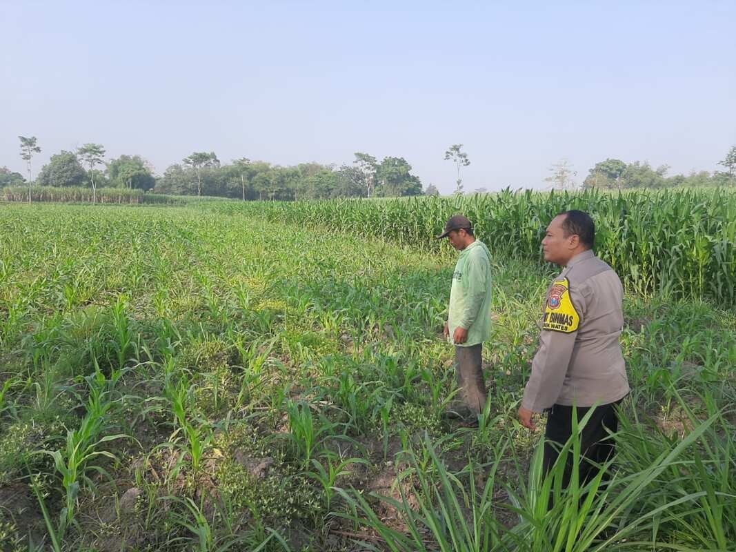 Ketahanan Pangan, Polsek Wates Jaga Produktivitas Lahan Jagung Sumberagung Ketahanan Pangan, Polsek Wates Jaga Produktivitas Lahan Jagung Sumberagung