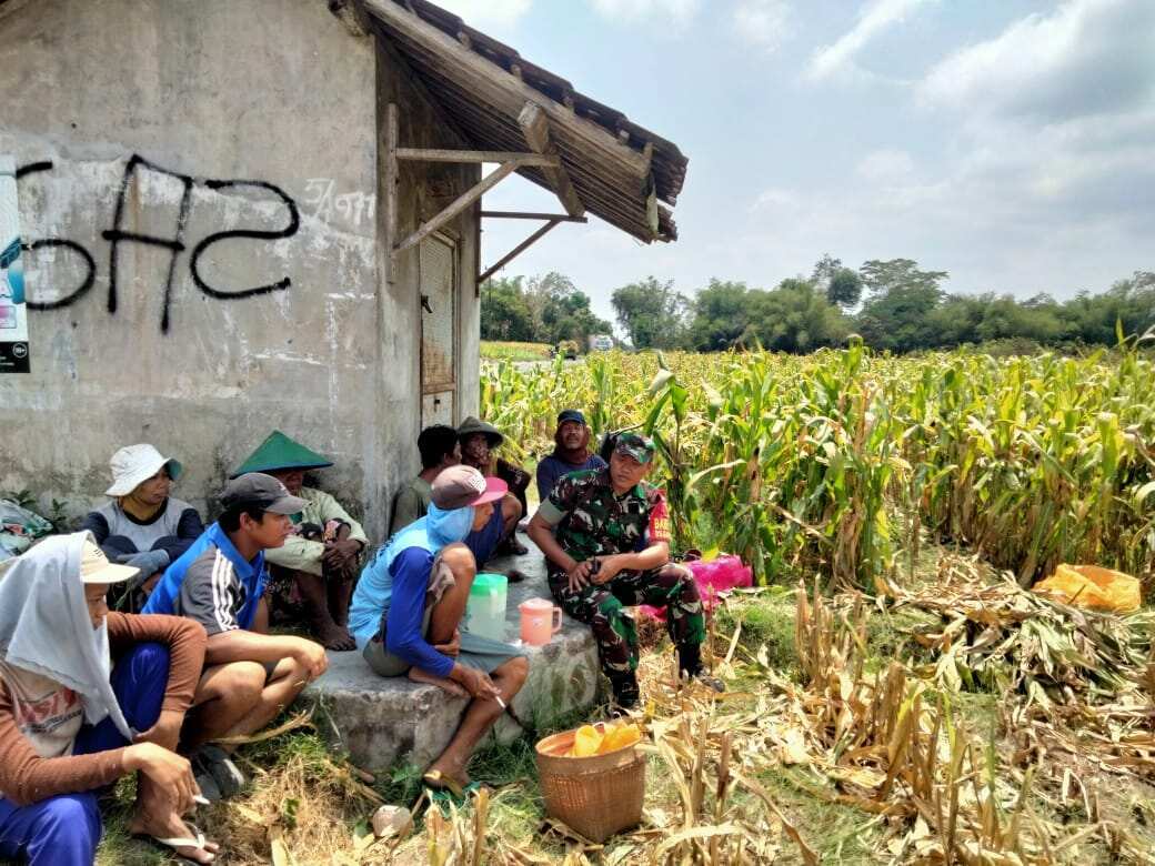 Wujud Nyata Dukungan Hanpangan, Babinsa Kanigoro Turun Ke Sawah Bantu Petani Panen Jagung Wujud Nyata Dukungan Hanpangan, Babinsa Kanigoro Turun Ke Sawah Bantu Petani Panen Jagung