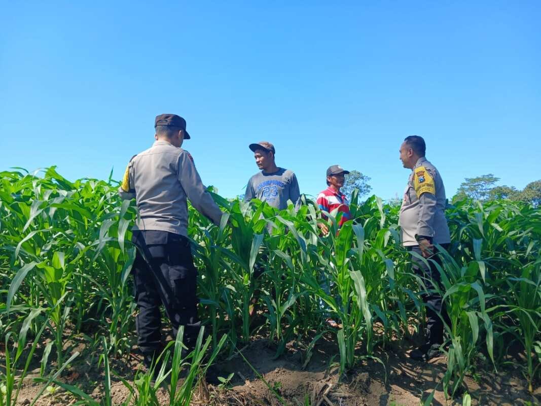 Dari Perawatan hingga Pengendalian Hama, Polsek Ngancar Dampingi Petani Babadan Dari Perawatan hingga Pengendalian Hama, Polsek Ngancar Dampingi Petani Babadan