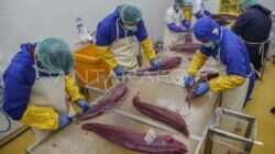Peningkatan Kompetensi Pekerja dalam Pengolahan Ikan Tuna Peningkatan Kompetensi Pekerja dalam Pengolahan Ikan Tuna