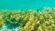Khasiat Menakjubkan Rumput Laut bagi Kesehatan
