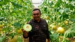 Keberhasilan Melon Blitar di Pasar Singapura