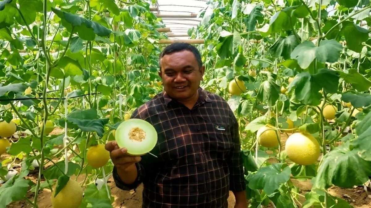 Keberhasilan Melon Blitar di Pasar Singapura Keberhasilan Melon Blitar di Pasar Singapura