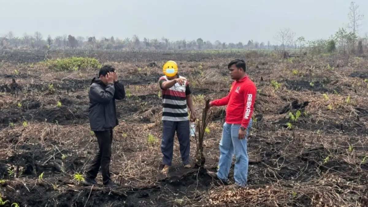Penangkapan Pelaku Penanaman Sawit di Lahan Eks Karhutla