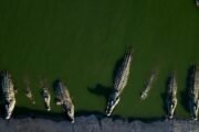 Peringatan Terhadap Bahaya Buaya di Perairan Kepulauan Meranti