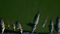 Peringatan Terhadap Bahaya Buaya di Perairan Kepulauan Meranti