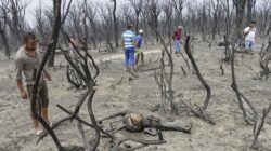 Kebijakan Baru Presiden Aljazair dalam Penanganan Pembakaran Hutan