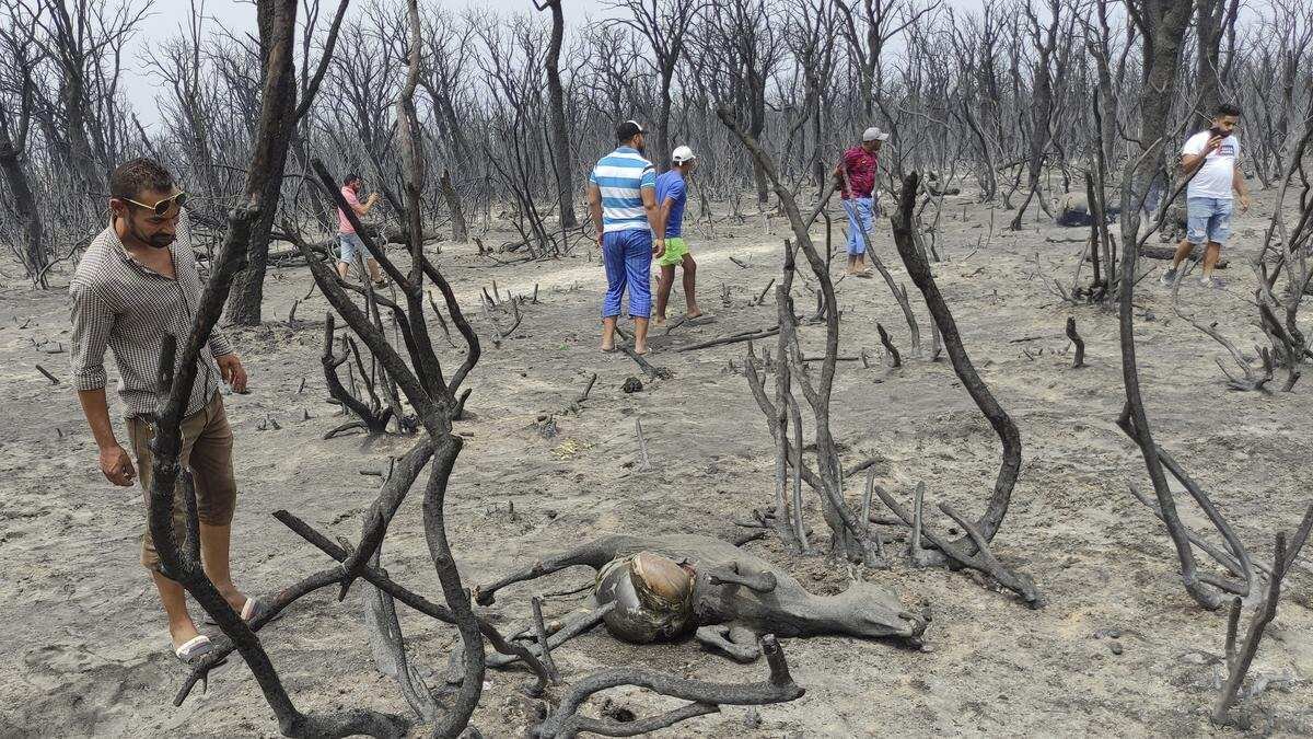 Kebijakan Baru Presiden Aljazair dalam Penanganan Pembakaran Hutan