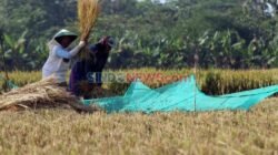 Mitigasi yang Tepat dalam Menghadapi El Nino dan Tantangan Produksi Padi Mitigasi yang Tepat dalam Menghadapi El Nino dan Tantangan Produksi Padi