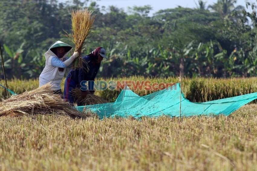 Mitigasi yang Tepat dalam Menghadapi El Nino dan Tantangan Produksi Padi Mitigasi yang Tepat dalam Menghadapi El Nino dan Tantangan Produksi Padi