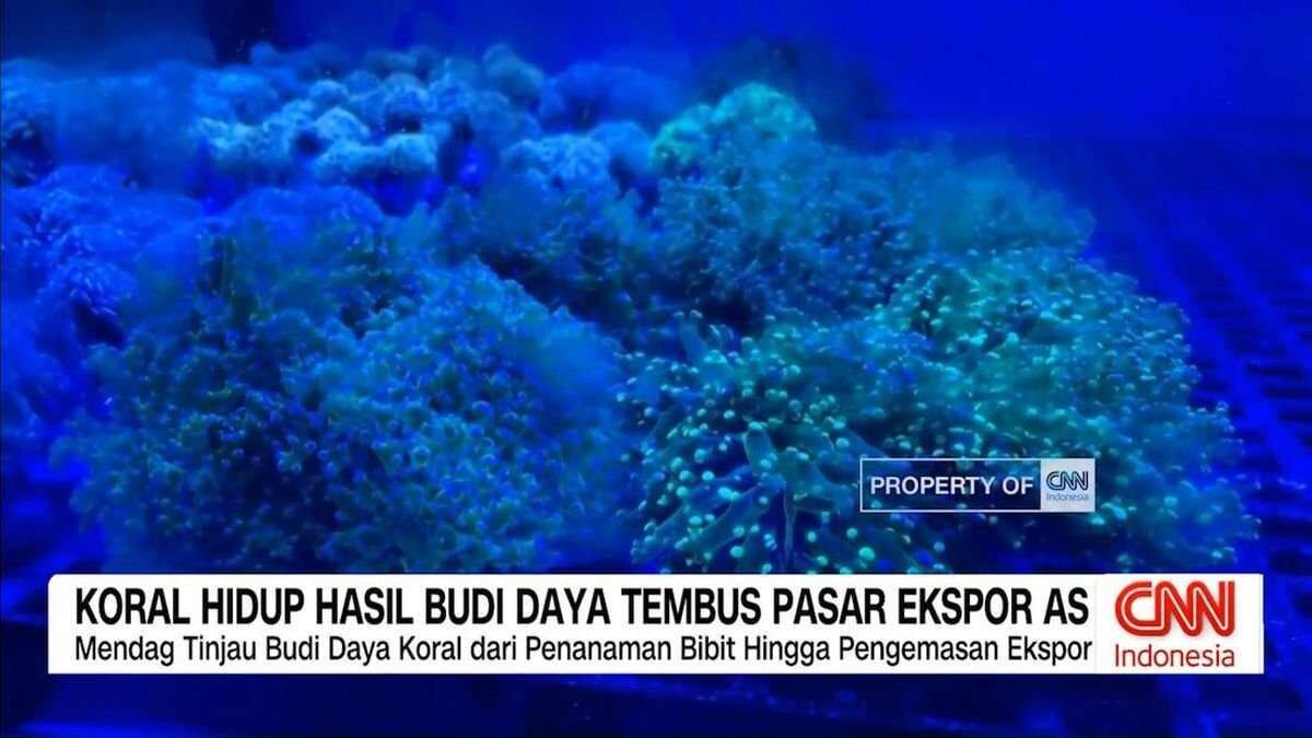 Koral Hidup Banyuwangi Tembus Pasar Ekspor Internasional