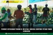 Perkuat Ketahanan Pangan Di Wilayah, Babinsa Dampingi Petani Panen Semangka