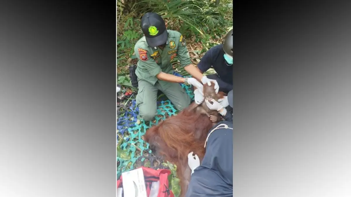 Evakuasi Orang Utan di Ketapang Akibat Ancaman Musim Kemarau