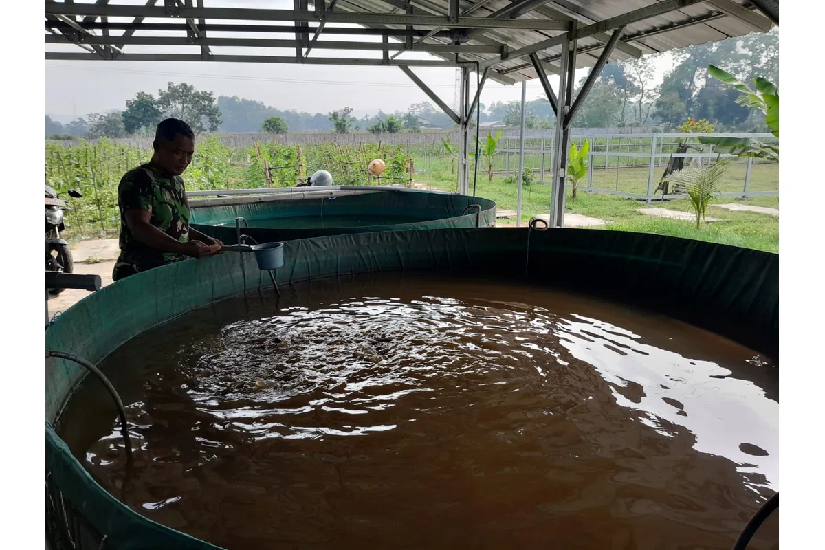 Tingkatkan Ketahanan Pangan, Kompi Produksi Kodim 0808/Blitar Aktif Kelola Pertanian, Peternakan Kambing dan Perikanan