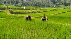 Wujudkan Ketahanan Pangan, Babinsa Kedungbanteng Dampingi Petani Merawat Sawah Warga