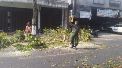 Antisipasi Pohon Tumbang Di Musim Pancaroba, Babinsa Sukorejo Bersinergi Dengan DLH Kota Blitar Antisipasi Pohon Tumbang Di Musim Pancaroba, Babinsa Sukorejo Bersinergi Dengan DLH Kota Blitar