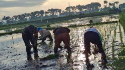Koramil Jajaran Laksanakan Pendampingan Dan Pengawasan Ketahanan Pangan Dalam Proses Tanam Padi