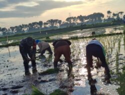 Koramil Jajaran Laksanakan Pendampingan Dan Pengawasan Ketahanan Pangan Dalam Proses Tanam Padi