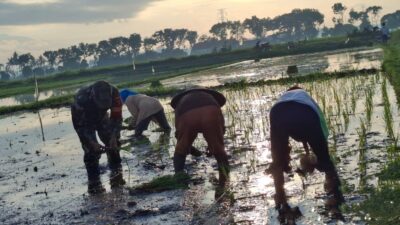 Koramil Jajaran Laksanakan Pendampingan Dan Pengawasan Ketahanan Pangan Dalam Proses Tanam Padi