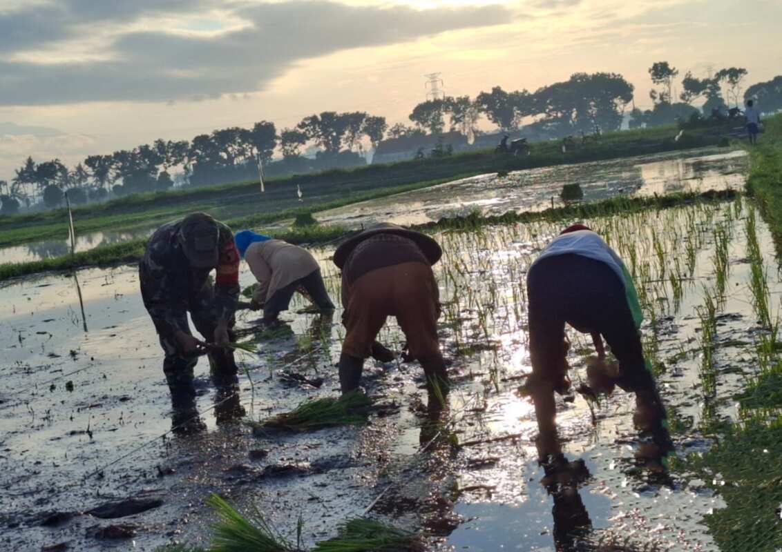 Koramil Jajaran Laksanakan Pendampingan Dan Pengawasan Ketahanan Pangan Dalam Proses Tanam Padi Koramil Jajaran Laksanakan Pendampingan Dan Pengawasan Ketahanan Pangan Dalam Proses Tanam Padi