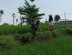 Koramil Jajaran Laksanakan Pendampingan Dan Pengawasan Ketahanan Pangan Di Wilayah Binaan
