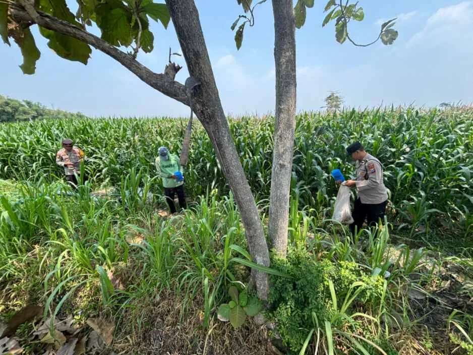 Kapolsek Kunjang Turun ke Lahan, Dampingi Petani Rawat Jagung