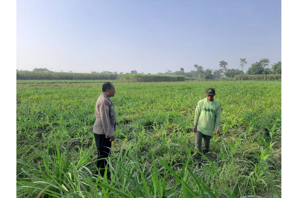 Jaga Produksi Pangan Desa, Polsek Wates Dukung Budidaya Jagung