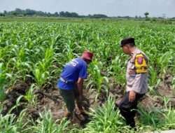 Dukung program Ketahanan Pangan, Polsek Ngadiluwih Dampingi dan Edukasi Hama ke Kelompok Tani