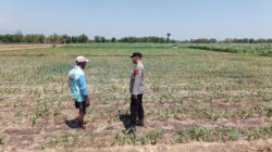 Polisi Pantau Lahan Jagung 20 Hektare di Sumberasih Probolinggo, Panen Desember