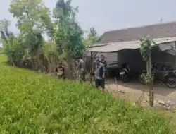 TNI Turun ke Sawah, Koramil Kodim 0820 Probolinggo Dampingi Perawatan Tanaman Padi