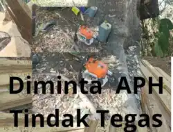 Tangkap Dan Penjarakan, Dugaan Ilegal Loging Kayu Lasi Oleh YSR, Di Desa Longkoga Barat, Tampa Izin Yang Sah.