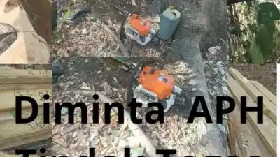 Tangkap Dan Penjarakan, Dugaan Ilegal Loging Kayu Lasi Oleh YSR, Di Desa Longkoga Barat, Tampa Izin Yang Sah.