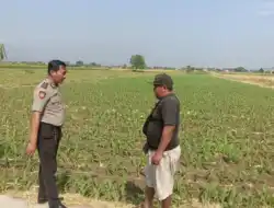 Dekat dengan Petani, Bhabinkamtibmas Triwung Kidul Dorong Ketahanan Pangan