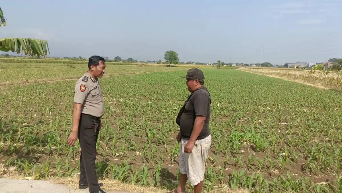 Dekat dengan Petani, Bhabinkamtibmas Triwung Kidul Dorong Ketahanan Pangan