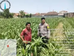Polisi Pantau Lahan Jagung di Kebonsari Kulon Probolinggo, Dorong Ketahanan Pangan