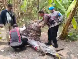 Respon Laporan Warga, Polresta Sidoarjo Bongkar Arena Sabung Ayam di Dua Lokasi
