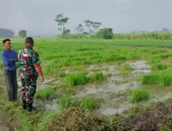 Babinsa Tegalsiwalan Dampingi Petani Tanam Padi, Fokus Dukung Produksi Pertanian