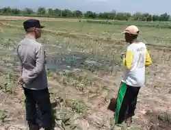 Polisi Pantau 15 Hektare Lahan Jagung di Ambulu Probolinggo, Panen Diperkirakan Desember
