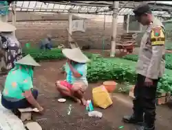 Rawat Bibit Cabai Bersama Petani, Bhabinkamtibmas Brumbung Dukung Ketahanan Pangan