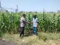 Polisi Pantau Lahan Jagung 1,2 Hektare di Kanigaran Kota Probolinggo