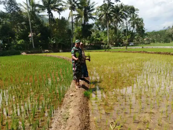 Koramil Tiris Dampingi Petani Rawat Tanaman Padi untuk Dukung Ketahanan Pangan