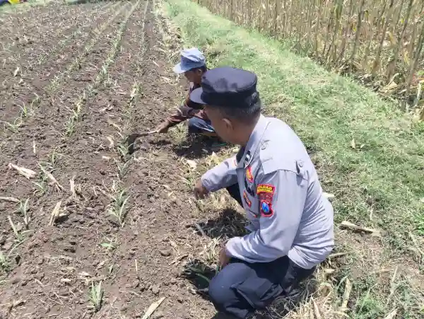 Polisi Pantau Lahan Jagung 3.500 Meter Persegi di Kareng Lor Probolinggo