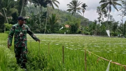 Sukseskan Gerakan Antisipasi Darurat Pangan Nasional, Koramil Gading Dampingi Perawatan Tanaman Padi