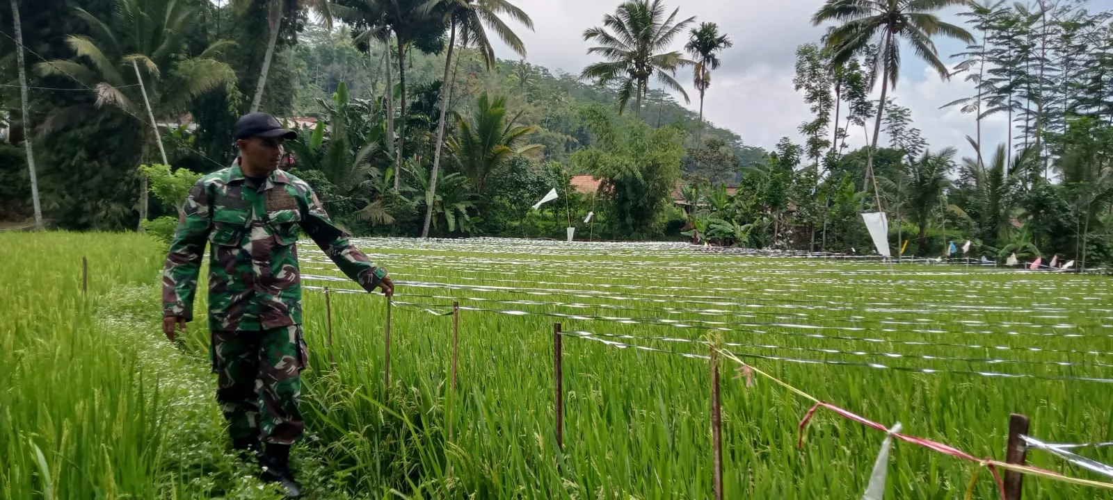 Sukseskan Gerakan Antisipasi Darurat Pangan Nasional, Koramil Gading Dampingi Perawatan Tanaman Padi