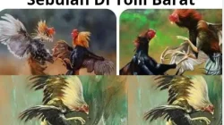Diduga Kuat Maraknya Judi Sabung Ayam Piso Dan Box, Di Toili Barat, 1 Bulan 30 Kali, Kejar Storan, Diminta Kapolda Sulteng Evaluasi Kinerja Kapolresta Banggai.