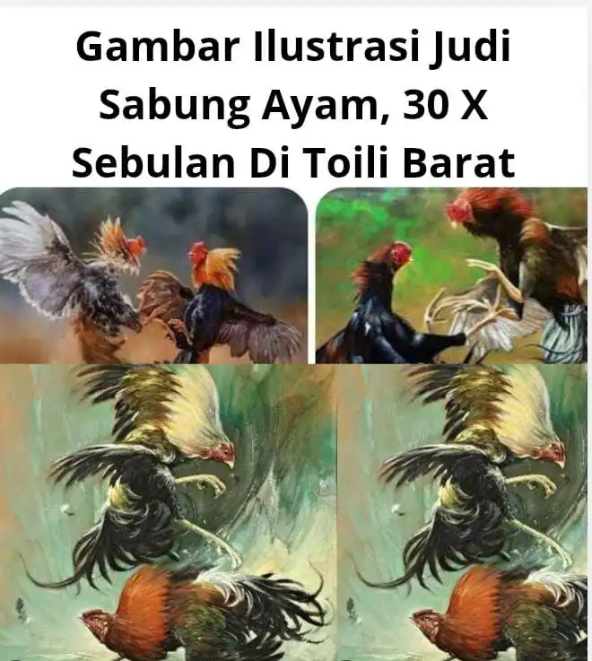 Diduga Kuat Maraknya Judi Sabung Ayam Piso Dan Box, Di Toili Barat, 1 Bulan 30 Kali, Kejar Storan, Diminta Kapolda Sulteng Evaluasi Kinerja Kapolresta Banggai.