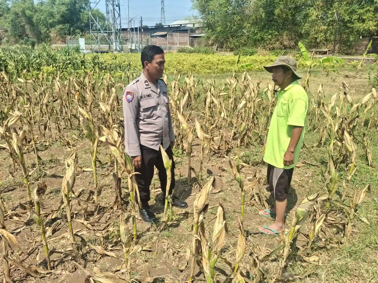 Polisi Sambangi Petani Jagung di Sumber Wetan Probolinggo, Jaga Ketahanan Pangan