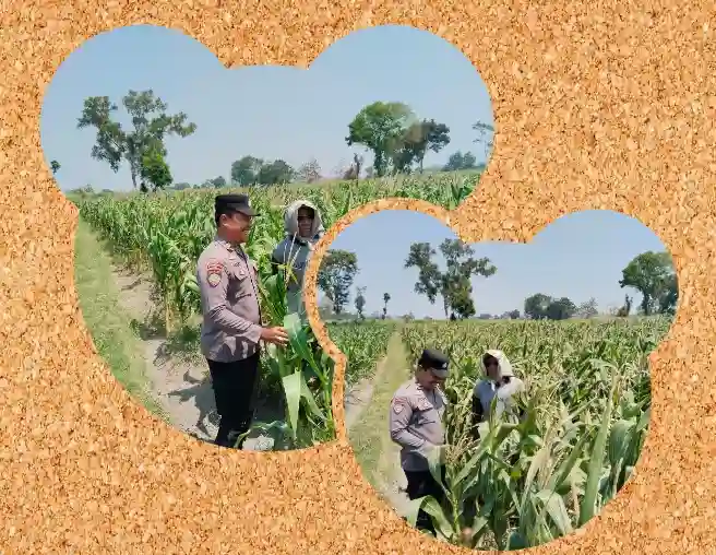 Polsek Pagu Dampingi Petani Jagung Sitimerto Hadapi Hama dan Gulma